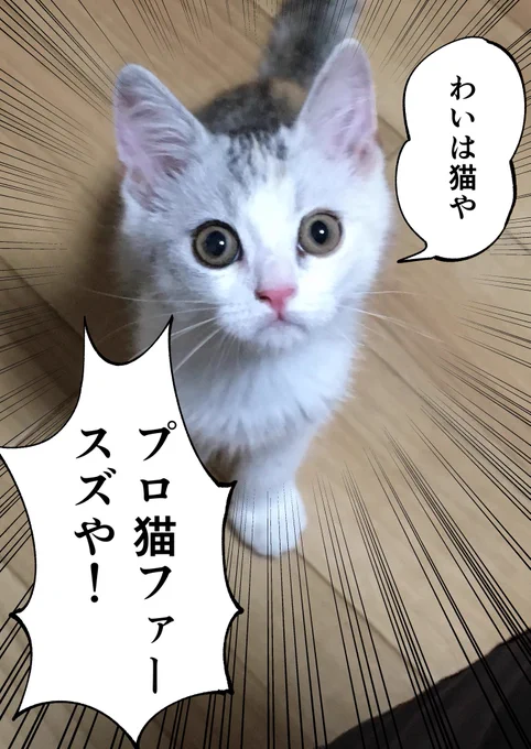 最近子猫を飼い始めました 