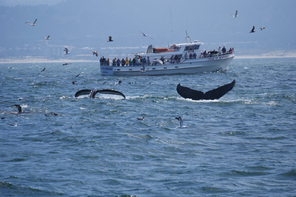 themacka71's tweet photo. @ChrisFandWW I believe this is one of your boats and thought you might like to see this picture! #monterey #whalewatching https://t.co/WKttq293z4