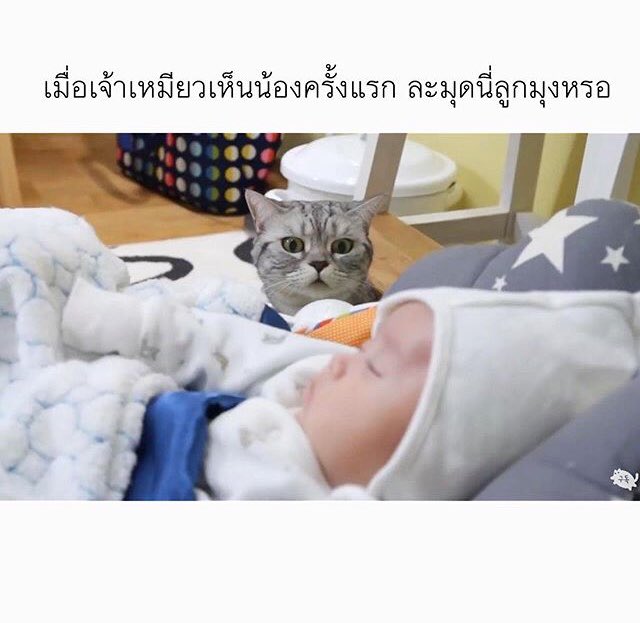 ไอเลิฟหนมแงวเลีย tweet media