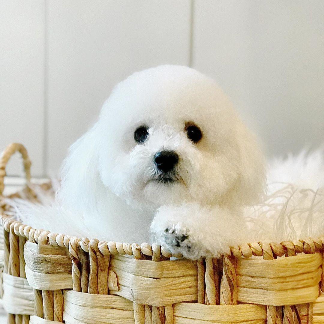 pet_monkey's tweet image. Looking cute post a trip to the groomers 💗

Shop our grooming essentials now: ow.ly/panM50vEZfE

📸@barkerslane