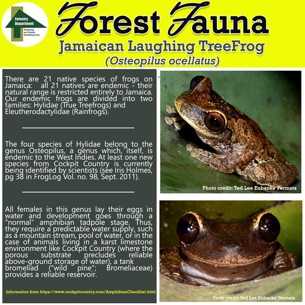 ForestryDeptJa's tweet photo. This week we feature a local resident of our Jamaican forests, the Jamaican Laughing Tree Frog.

#forestrydeptja
#forestsmatter
#forestfauna https://t.co/mJTfO5ZazY