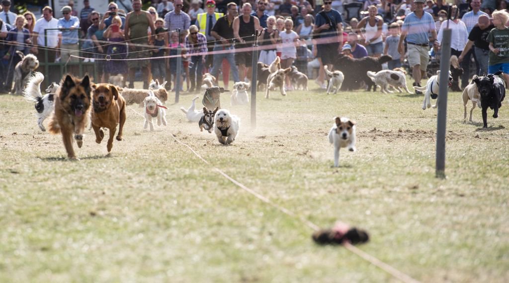 Chatsworth Country Fair (@chatsworthcfair) on Twitter photo It's time for Allcomers' Dog Racing with Adrian Francis in the Grand Ring! Possibly the only dog race in the world where the majority of dogs get distracted by playing and never make it to the finish line 🤣 Also taking place at 5.05pm Saturday and 4.35pm Sunday. #CCF2019 It's time for Allcomers' Dog Racing with Adrian Francis in the Grand Ring! Possibly the only dog race in the world where the majority of dogs get distracted by playing and never make it to the finish line 🤣 Also taking place at 5.05pm Saturday and 4.35pm Sunday. #CCF2019