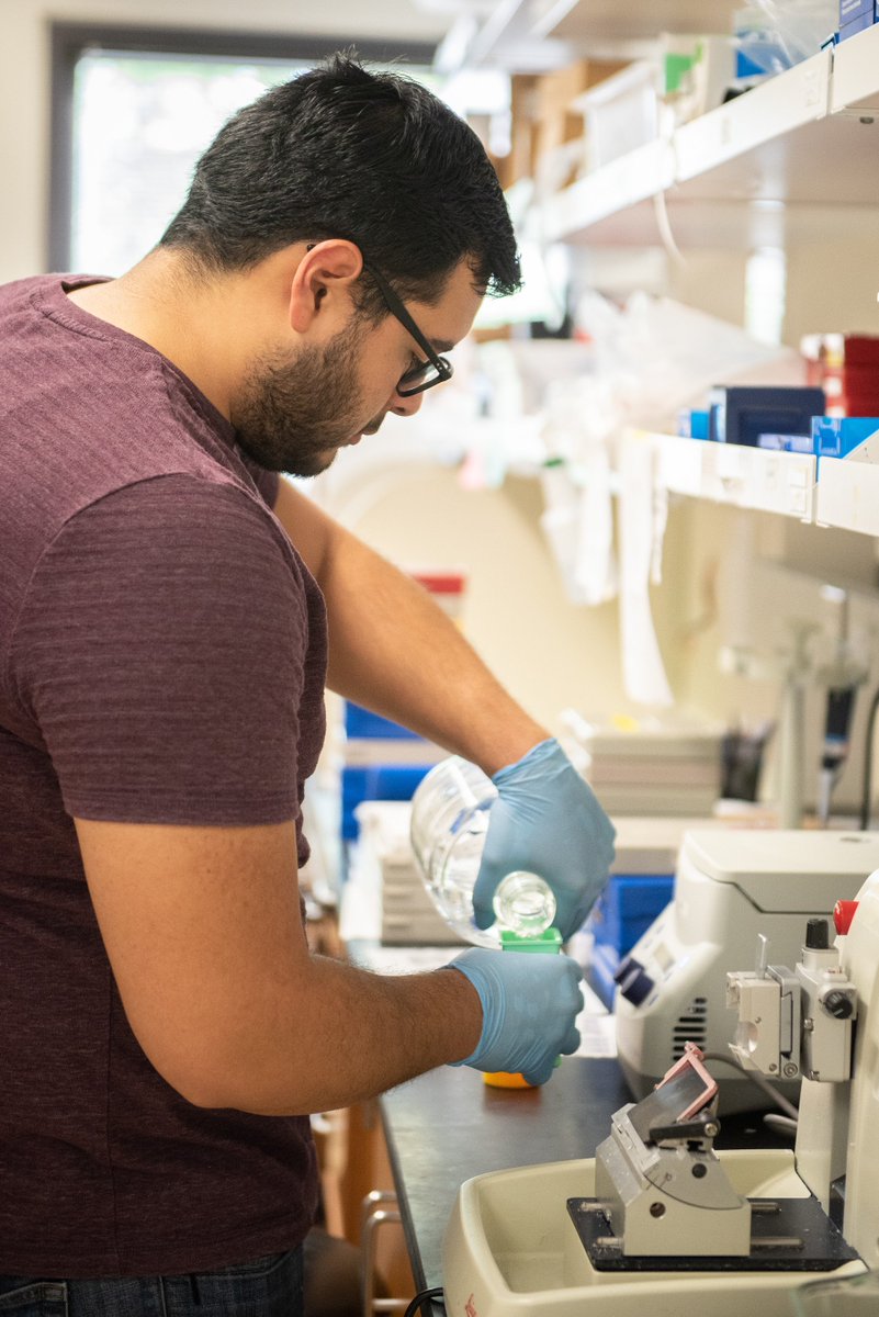 StanfordSurgery's tweet photo. Scenes from the lab: Sandeep Adem and Nestor M Deleon Diazwork on fat grafting #research in Hagey Lab @StanfordPlastic https://t.co/lzXcdW1s7g