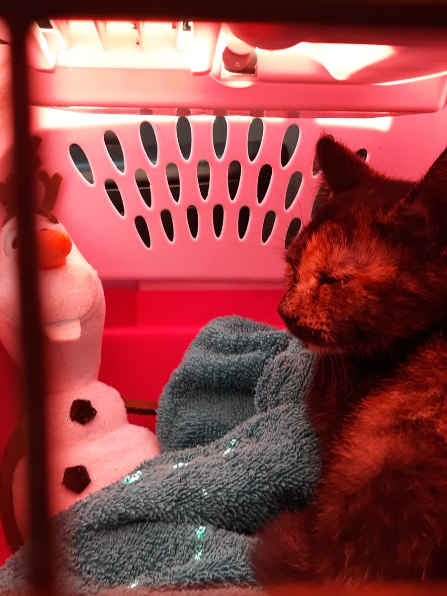 DizzyKITTY8's tweet photo. Riding in style after receiving my vaccines! https://t.co/T21jN5rQPo