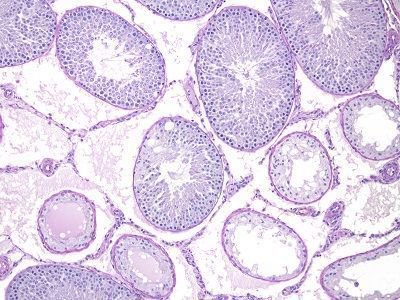 EPLinc's tweet image. EPL pathologists have decades of experience evaluating tissue from animals (mammalian, avian, aquatic) of all ages and stages of development. buff.ly/2EA2jFf