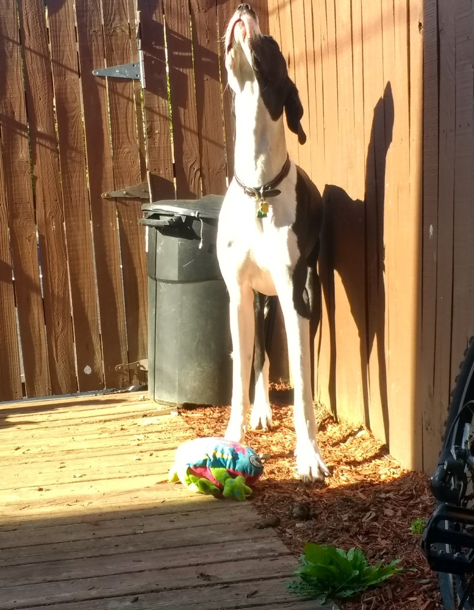 DaneMantle's tweet photo. Dear Lord, 
Watch over Frog as he recovers from surgery after a large black and white dog almost chewed his legs off. - Amen https://t.co/bTyTkNMgHx