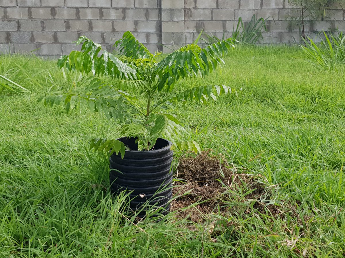 CGirlsinict's tweet photo. 8 weeks and this is how big they got :) wow🌱 #GICT #barbados https://t.co/zGS568U5Es