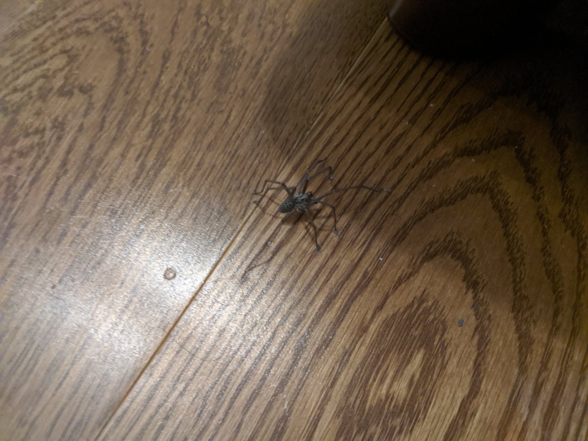 John Bull On Twitter Just Saw A House Spider On The Floor That