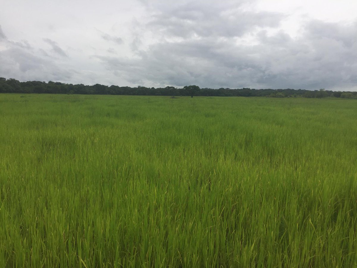 COMAM46449825's tweet image. L'aspect de la plaine de Sansambou, trois (3) mois après la levée.
Nous suivons de près l'évolution des cultures et apportons les amendements nécessaires. #Riziculture #Agriculture  #COMAM