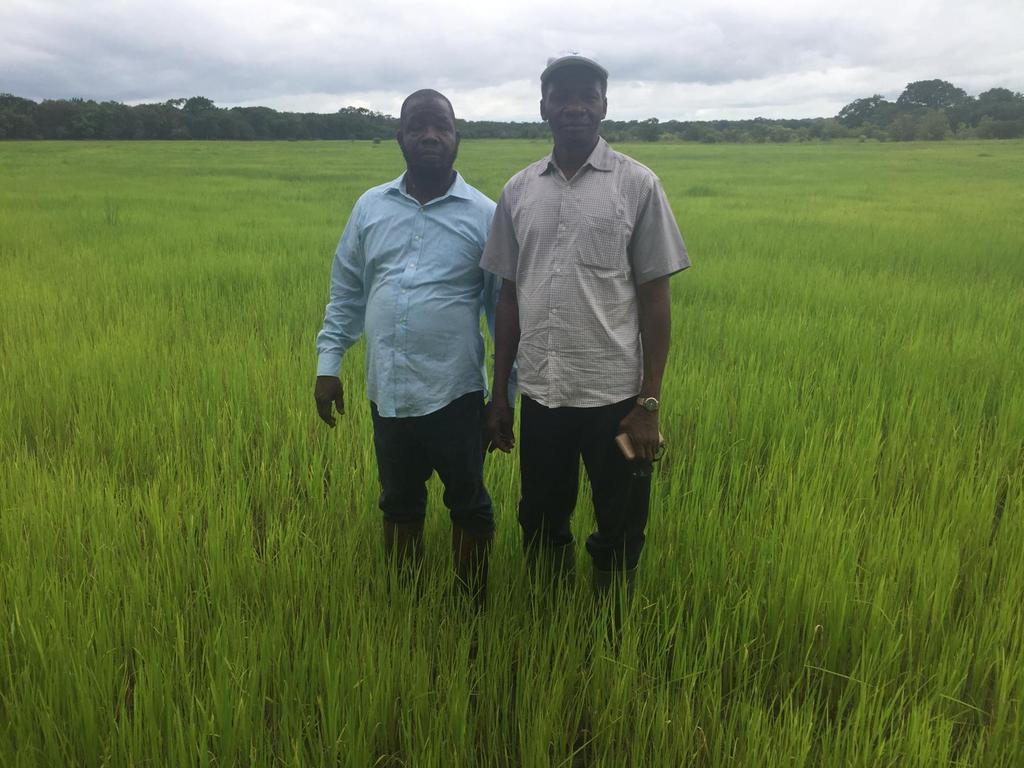 COMAM46449825's tweet image. L'aspect de la plaine de Sansambou, trois (3) mois après la levée.
Nous suivons de près l'évolution des cultures et apportons les amendements nécessaires. #Riziculture #Agriculture  #COMAM