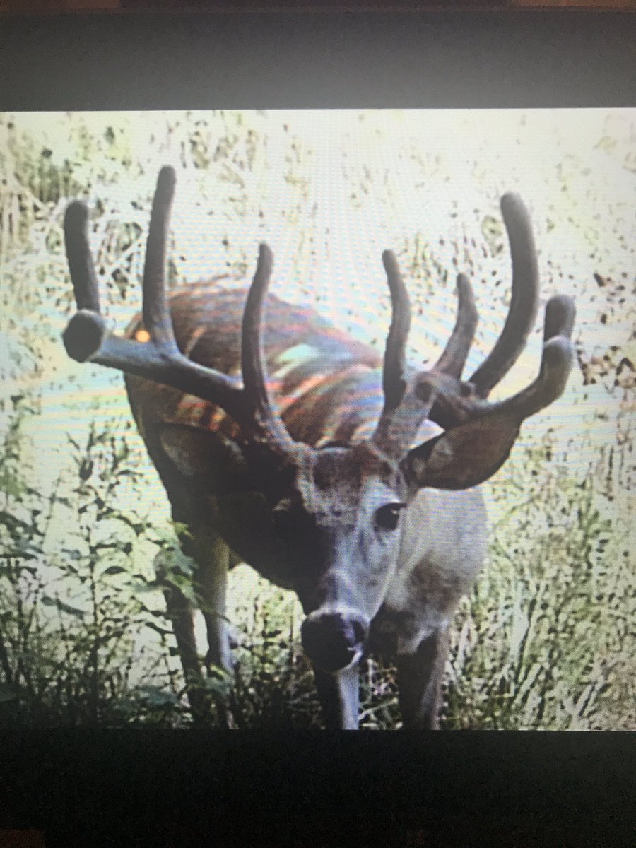 Big boy.... please keep showing up in daylight! Only 2 more weeks! #GA
