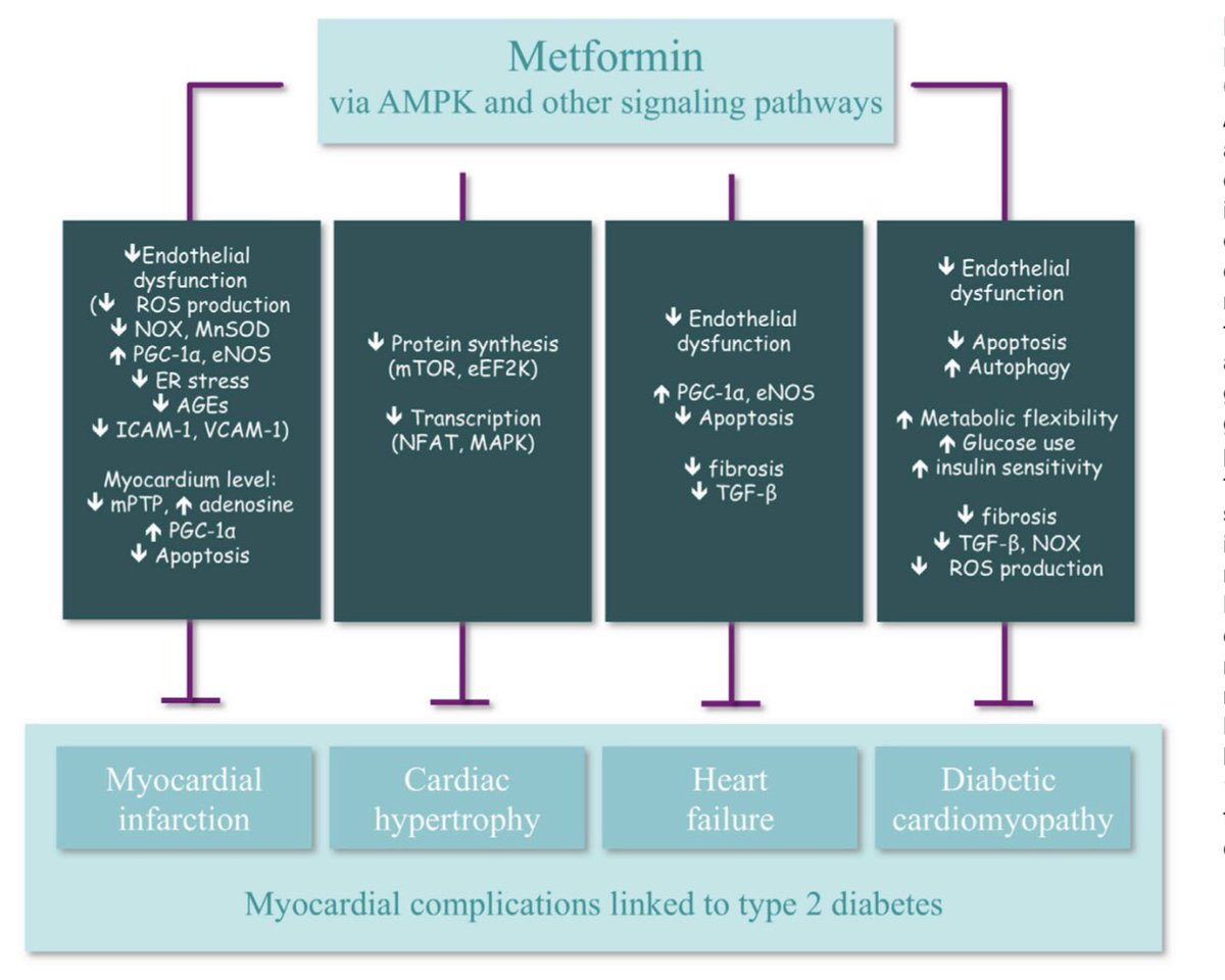How does Metformin work?It inhibits gluconeogenesis in the liver by mitochondrial inhibition & by  activation of AMP-kinaseIt  insulin sensitivity It may have additional pleiotropic   effects3/