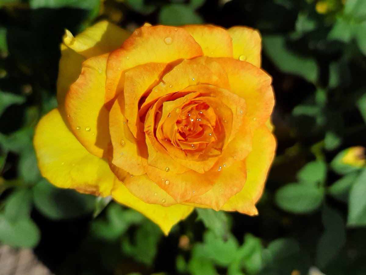 thewhyterabitt's tweet photo. Pre hurricane color.

#florida #home #photography #photo #flora #roses #plants #flowers #garden #gardening #botany #horticulture #HurricaneDorian #HurricaneDorian2019 # https://t.co/x9HrfR1VLD