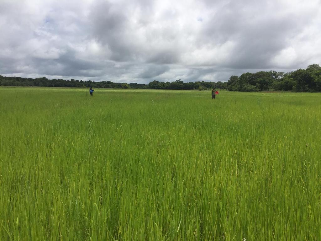 COMAM46449825's tweet image. L'aspect de la plaine de Sansambou, trois (3) mois après la levée.
Nous suivons de près l'évolution des cultures et apportons les amendements nécessaires. #Riziculture #Agriculture  #COMAM