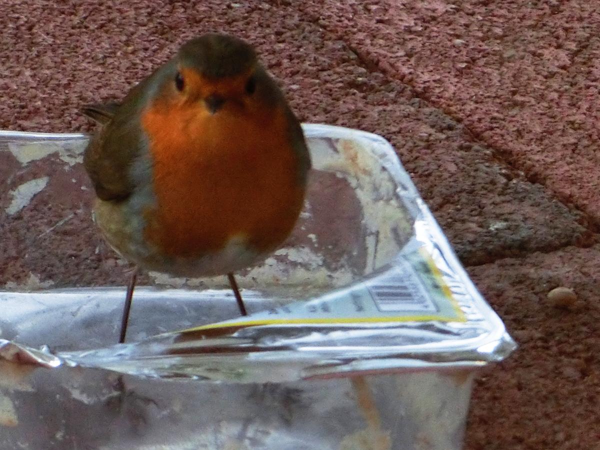PlaceForBirds's tweet photo. Robin https://t.co/CQjNw1gjMH
