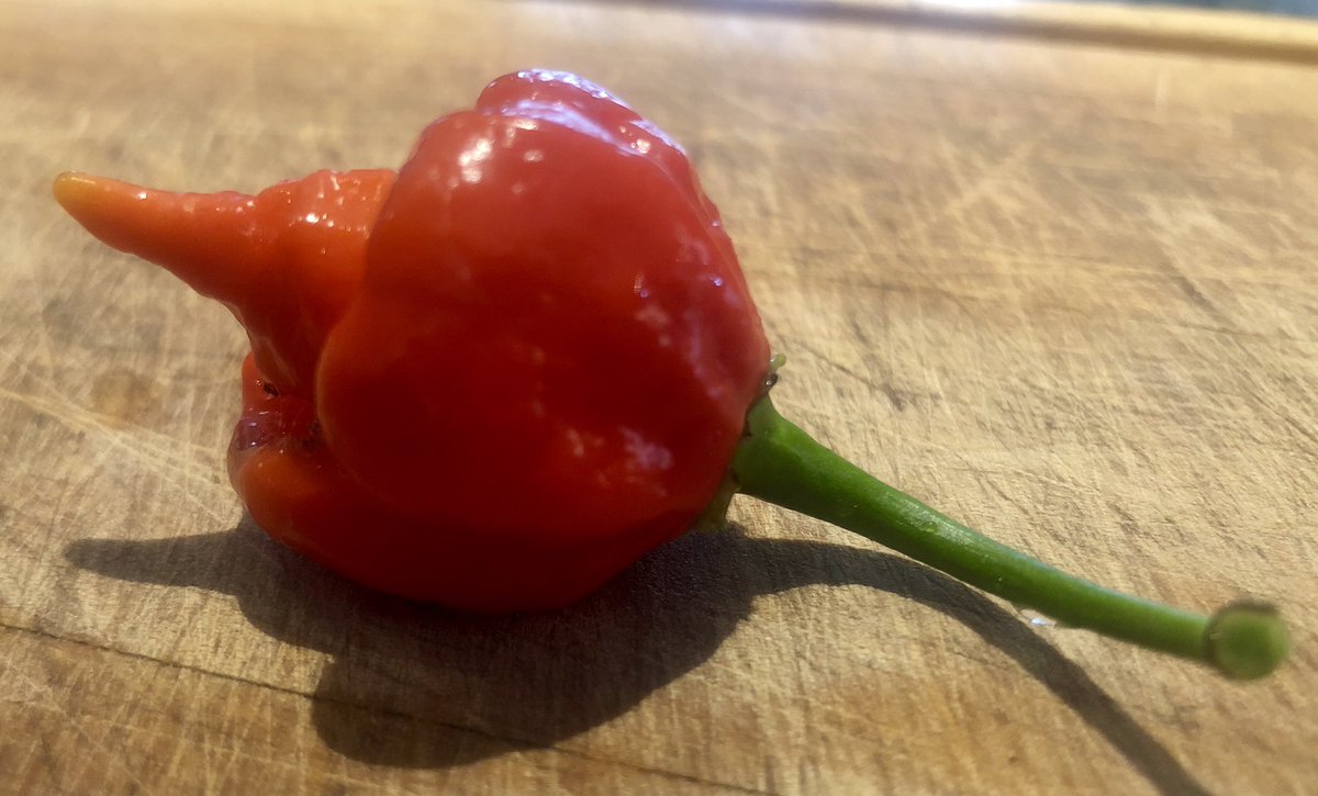 GameofBonesBBQ's tweet photo. First from the garden.  It was sooo hot.  Ouch #hotpepper https://t.co/Z5wtOziANJ