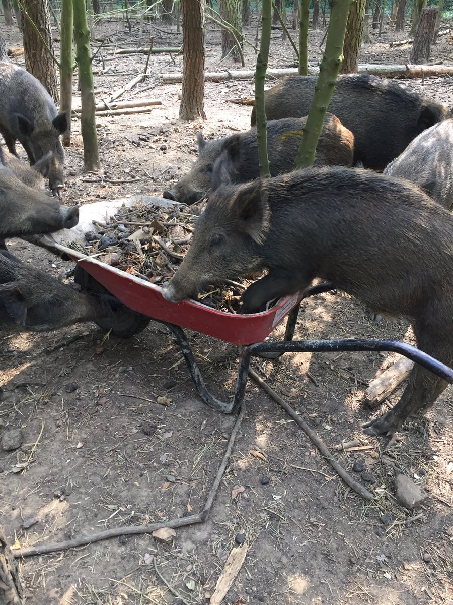LoveWildBoar's tweet photo. Wild boar doing their bit for the environment 🐗 https://t.co/FgbN4q1BbJ