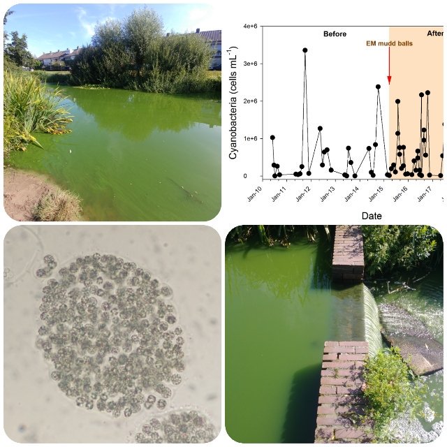 This pond was treated with 'Effective Microbes' EM clay balls a few years ago. Claim was EM would prevent nutrient availability to cyanobacteria and result in clear water. Didn't do anything and today I measured 530 µg/L cyanoCHL-a. EM cannot control cyano's ! #LakeRestoration