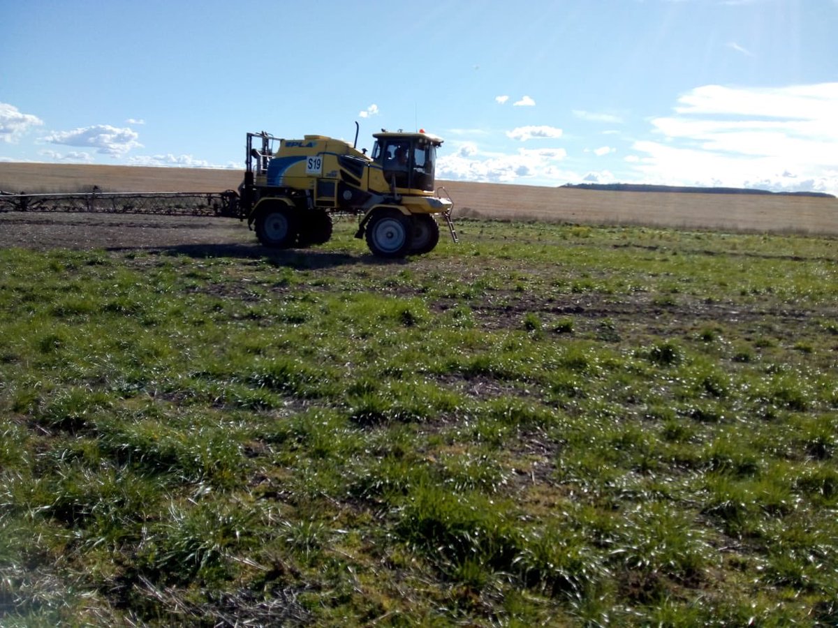 surcos_'s tweet photo. ➡Realizamos un #Ensayo en #Lobería de 2,4D Dédalo élite + Cletodim Apofis elite para el control de #raygras resistente y #hojaancha en la misma aplicación! 🌱👌🏻🙌🏻 https://t.co/8CFcd8W7JX