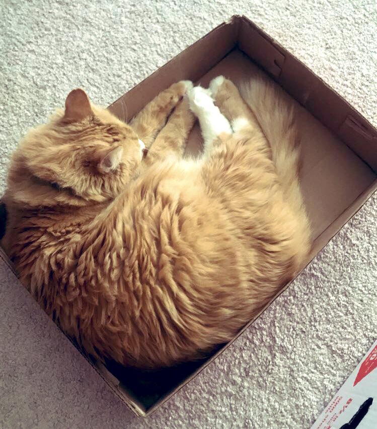 RealFassaBear's tweet photo. Fresh kitty croissants anyone!? 🥐 the kitties have so many cozy beds, kitty condos, hammocks, but in traditional kitty fashion they go for a box mommy is trying to throw out 🙈🤷🏻‍♀️🐱🦁 #kittylogic #mufasa #kittycroissant https://t.co/BMQopfJePe