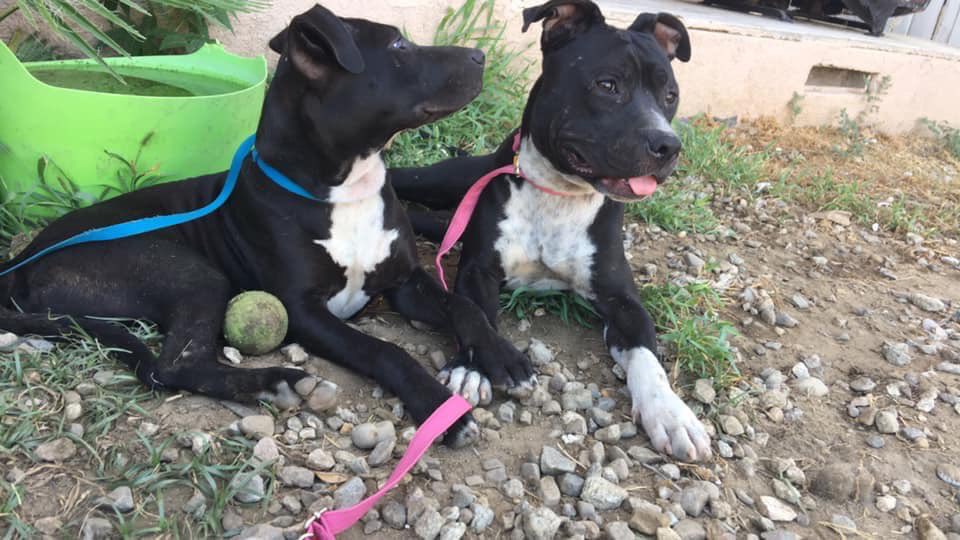 Everyone welcome our two newest member of Bakersfield Boxers and Bullies. We just rescued these two today. They are around 5 month so after they are both fixed and have all their shots they will be up for adoption!!!!!!