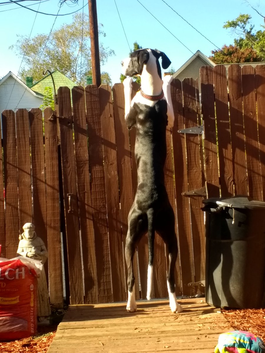 DaneMantle's tweet photo. Keeping the neighborhood safe.

#GreatDane #Security #lovinglife https://t.co/RFseT2xQty
