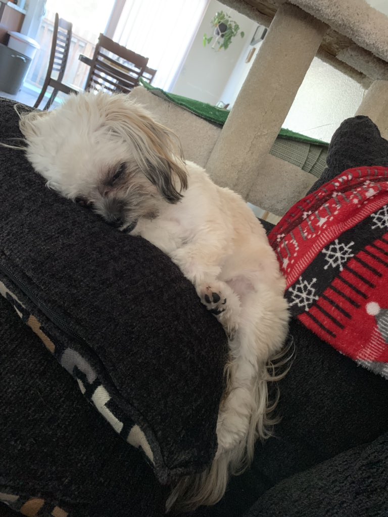 sky_kavanagh's tweet photo. @Jerrypleasure My human dog https://t.co/OXNmbI8KUQ