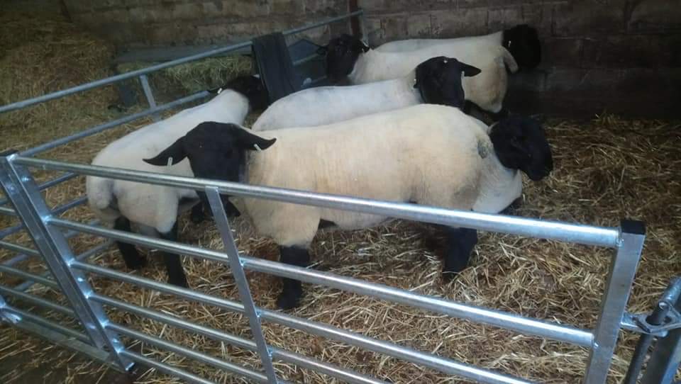sheepchecker's tweet photo. Clipping and dipping done. Now on to dressing for the tup sales. #sheep365 https://t.co/eO6pQiDs4D