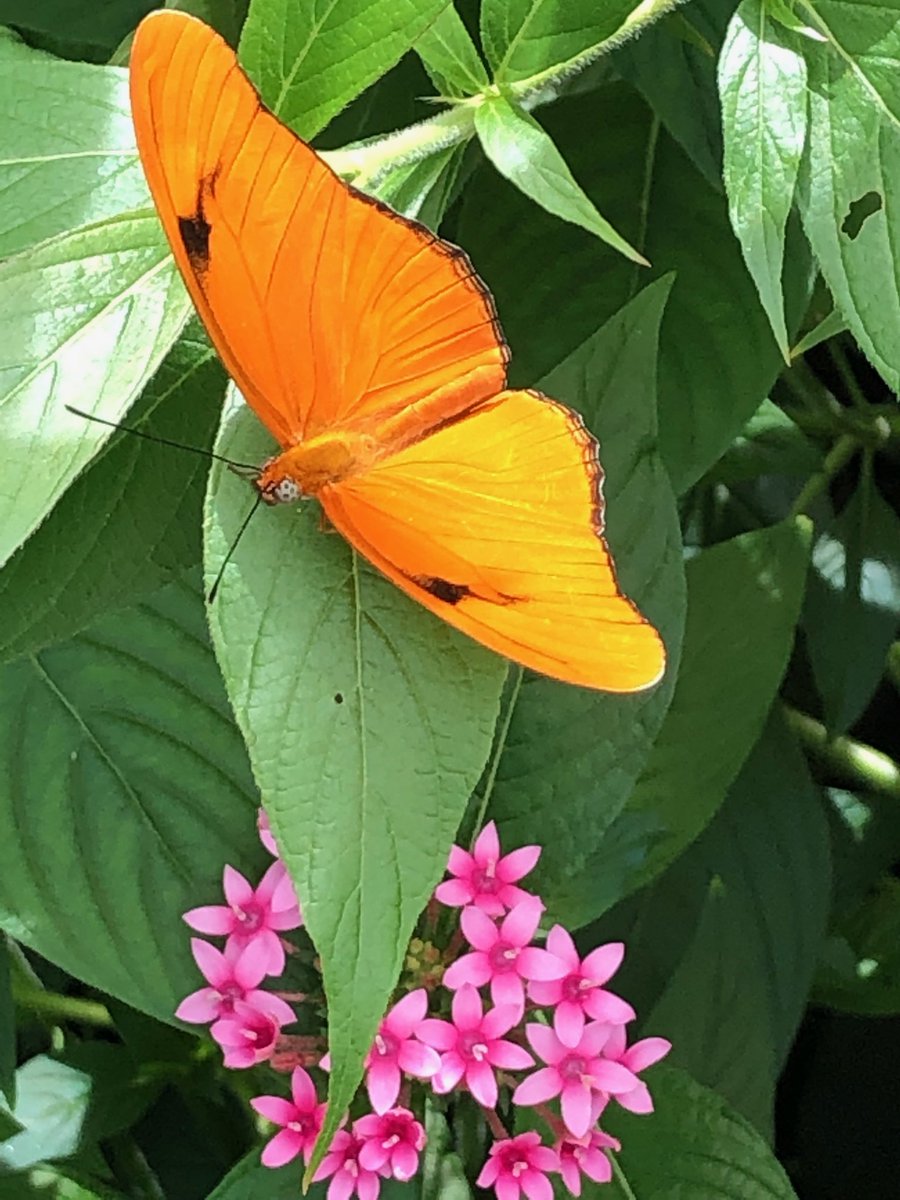 Edward S. Karl, CPA on Twitter "WingsofFancy exhibit at Brookside Gardens in Wheaton, MD. 