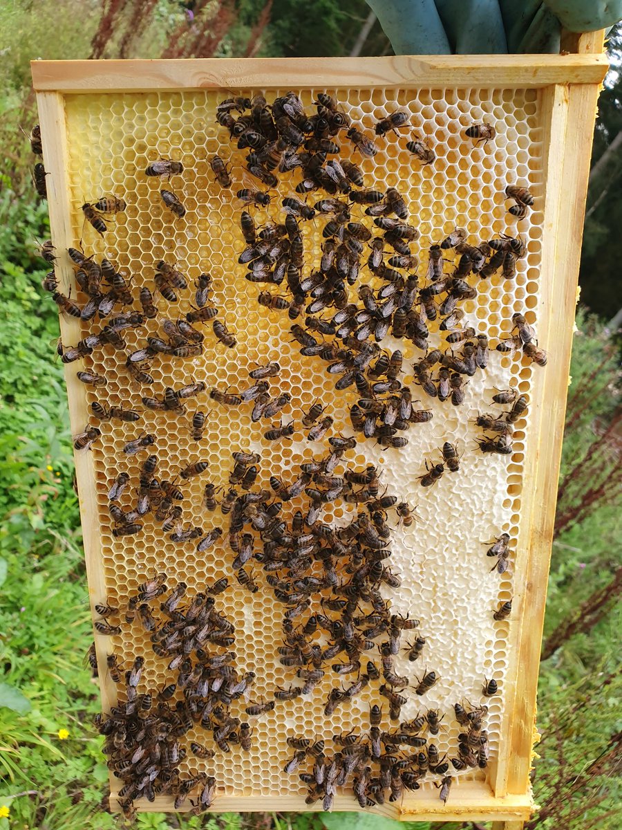 Competition time! Draw will take place on 1st June 2020. 

3rd Prize - 1 x jar of Hendre Foilen Honey. 

2nd Prize - 1 x F1 Mated Buckfast Queen (or 3 jars of honey). 

1st Prize - 6 frame F1 buckfast nuc (or 10 jars of honey). 

Like, Follow AND retweet to be in the draw!