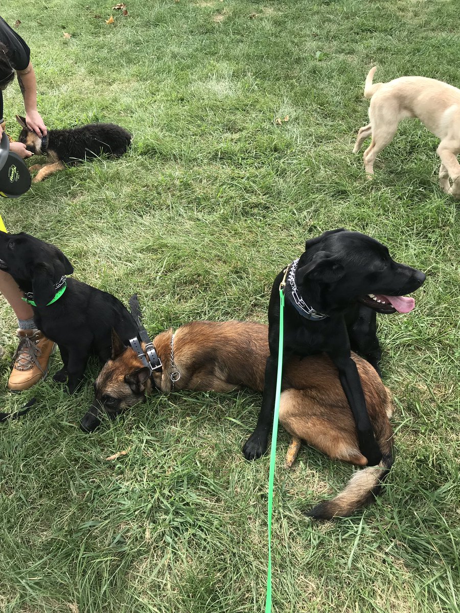 Pnw_k9's tweet photo. Loki in a down raz In a sit with strong obedience you can have your dogs do almost anything!
.
.
.
#LaborDayWeekend #FridayReads #Dog #FuniLeaks #blacklab #mal #fridaymorning #americandog #pnw #Seattle #olympia #rochester #tomroseschool #gooutside https://t.co/x91klWWZY1