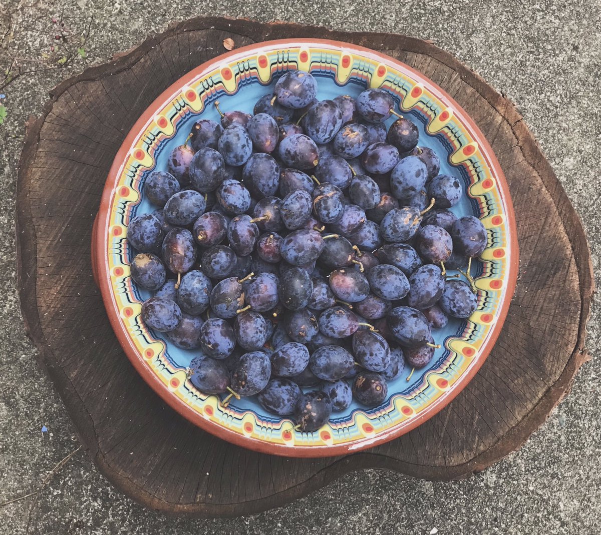 beckymort's tweet photo. Damsons for jam, stolen from an asshole who lets them rot on the tree every year #damsons #jamming #scrumped https://t.co/9doQgzU9Nd