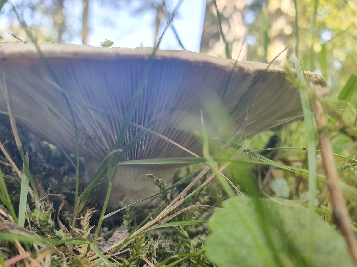 JelleVdBerghe's tweet photo. Vandaag mocht ik opnieuw een tuinbiodiversiteitsscore opmaken, ditmaal bij de ongelooflijk gastvrije @ChristlJoris. Het was een prachtige tuin, boordevol soorten!
Hier de populierenmelkzwam, het zeldzame behaard lievenheersbeestje en een bramensprinkhaan.
#biodiversiteit #ecotuin https://t.co/hMl2NuKSxu