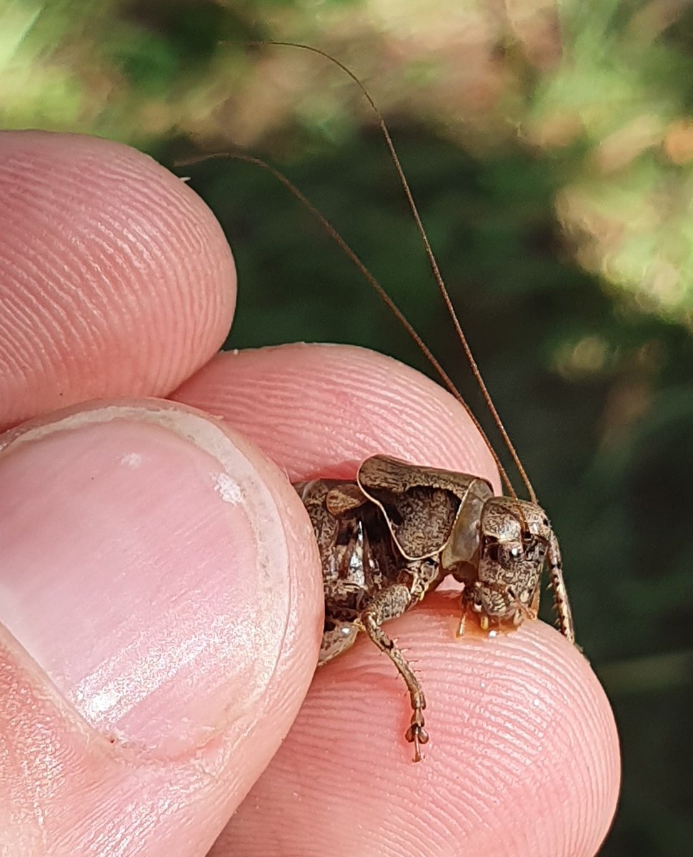 JelleVdBerghe's tweet photo. Vandaag mocht ik opnieuw een tuinbiodiversiteitsscore opmaken, ditmaal bij de ongelooflijk gastvrije @ChristlJoris. Het was een prachtige tuin, boordevol soorten!
Hier de populierenmelkzwam, het zeldzame behaard lievenheersbeestje en een bramensprinkhaan.
#biodiversiteit #ecotuin https://t.co/hMl2NuKSxu