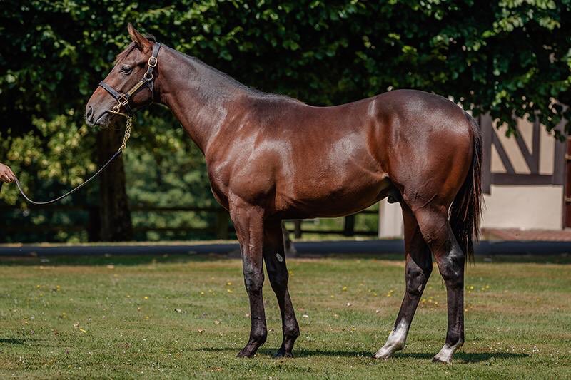 pur sang en 5 lettres