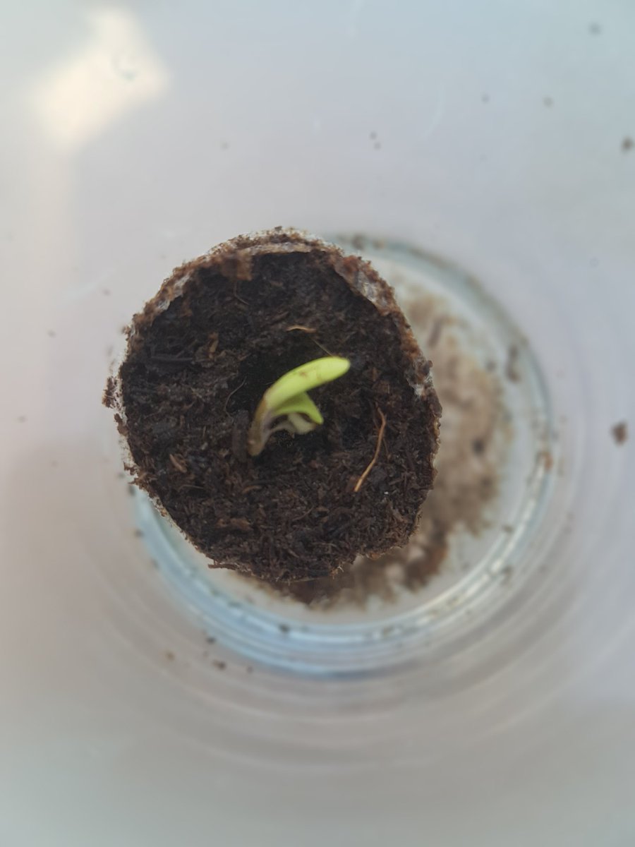 Sophie_MJ's tweet photo. Aquí está #NorthernLightAuto regalito de @royalqueenseeds 😜
3 días después de su gerninación directa en jiffy ya está asomando la cabecilla 💚🌱
💯🔝🧡😍
Os iré informando de su evolución https://t.co/SNEpYo6OoO