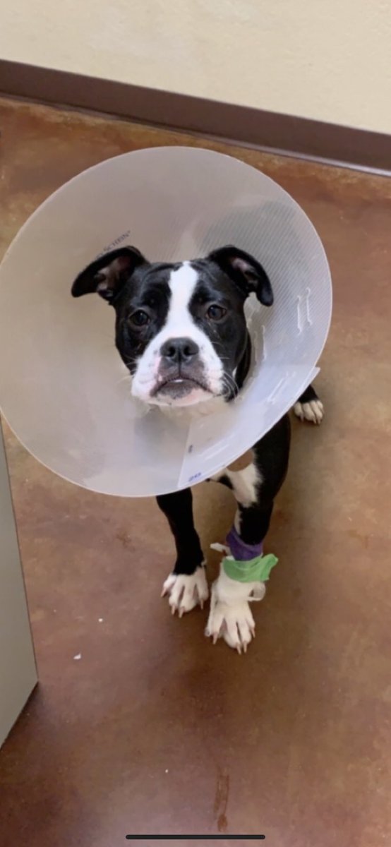 delaneeyyy12's tweet photo. everyone keep our Quinnie girl in your thoughts and prayers please as the treatments for her kidneys that she’s on right now aren’t helping... she needs all the good vibes sent her way!! @jakekendall34 https://t.co/RhDY3Qbk65