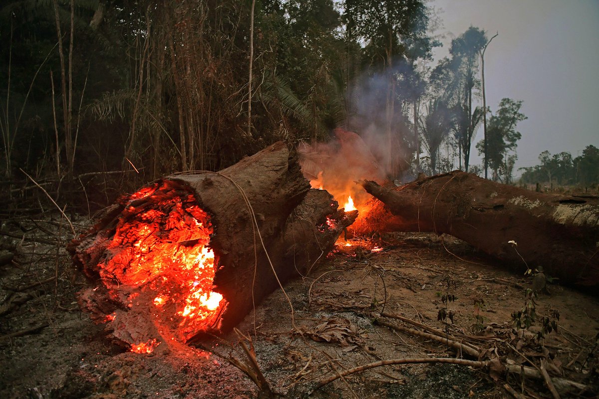 These heartbreaking photos show the devastation of the Amazon fires buzzfeednews.com/article/gabrie…