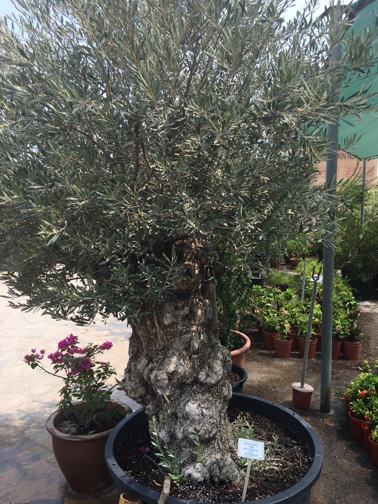 حديقة البيت على تويتر اشجار الزيتون المعمرة Bonsai تباع بأسعار عالية لفت انتباهي اشجار زيتون معروضة في احد المشاتل الشهيرة شاهد السعر Https T Co Faeox88jsi