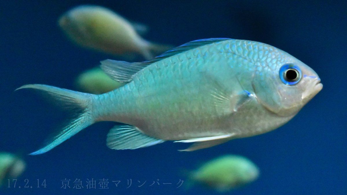 日本の海水魚bot V Twitter デバスズメダイ スズメダイ科 レア度 自 水 枝サンゴの周りで群れを成し 危険を感じると一斉にサンゴの 隙間に隠れる 綺麗な青緑の体が特徴だが 婚姻色になると黄色くなるものもいる 鑑賞魚としても有名 T Co 7ptigxcxvm