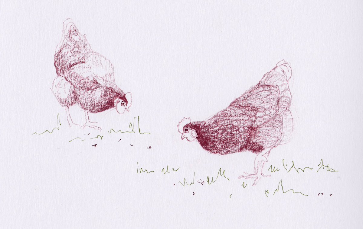 Susanpollardgi1's tweet photo. There’s something happy and peaceful about watching chickens. 

#DrawingAugust ⁦@HaideeJoSummers⁩ ⁦@artpublishing⁩ #chickens #hens https://t.co/qmku8rHzAB