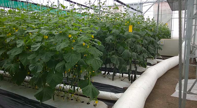 mabreairsystems's tweet photo. Mabre makes high performance heating equipment for greenhouses. Our cost effective system provides instant &amp; uniform heating, giving heat when it is needed – quickly. The system keeps the greenhouse drier with better humidity control then with conventional boiler heating systems. https://t.co/luJXV0H3BK