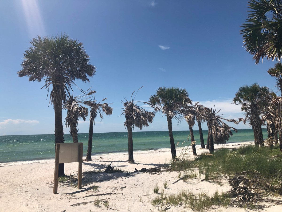 #RideTheFerry to Caladesi Island this Fall! Private Charters available Mon-Thu departing from #DowntownClearwater or #ClearwaterBeach! Call us up 727-755-0297.

Spend the day shelling, sun tanning and discovering the beautiful nature of the protected island 🏖️