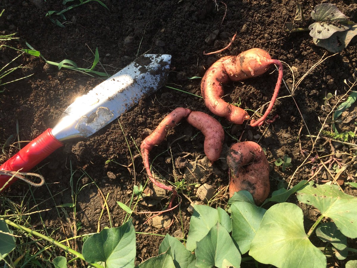 GaertenA's tweet photo. Funny sweet potatoes. 
#organicgardening #urbangardening #growyourown #sweetpotatoes https://t.co/GHJSvBLV96