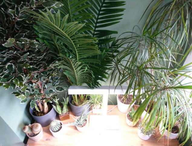 StaceyJSheppard's tweet photo. [AD] The kids will be back at school in a minute and we'll have to prepare ourselves for a long hard winter. For some of us, winter is a tough time. Here's how I overcome the Winter blues https://t.co/RLH4NQ7YPN @BloomArtificial @HomeOfGoodLight #plantsmakepeoplehappy #sadlight https://t.co/v6zPisTTP2