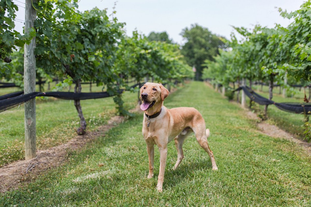 VisitVirginia's tweet photo. Meet the friendliest and most lovable vineyard employees, the dogs (and cats!) of Virginia wineries. https://t.co/T8xf0QEiwk #LoveVA #VAwine https://t.co/VYngRCXqxv