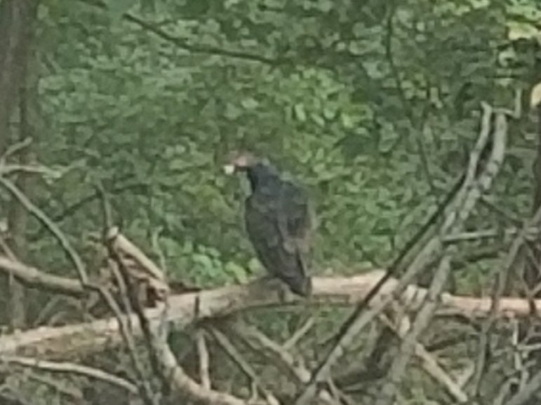 BrittLebbing's tweet photo. Not the best pic...but still so cool! A vulture sitting in my backyard- wait- is this a bad sign? #superstitiousmuch https://t.co/gHZqR3hbNW