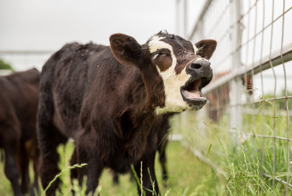 BeefUSA's tweet photo. When do cows sing their best?

When they sing in harmoooony. #DadJokes https://t.co/ehATP6LS6e