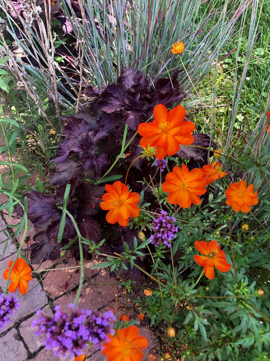 HQCreations's tweet photo. I’m loving this garden path border treatment at #stonebarns orange #cosmos and #edibleherb #redshiso https://t.co/qOzYb7Z7C5