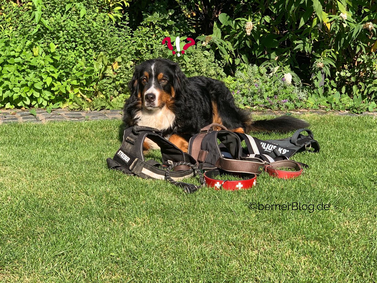 bernerblog_de's tweet photo. Geschirr vs. Halsband - Leder statt Ketten https://t.co/13sD6cFAgQ… #bernersennenhund #bernersennen #berner #bernese #bernesemountaindog #halsband #geschirr #bernerblog #skye #zubehör https://t.co/xeWh0vnEb8